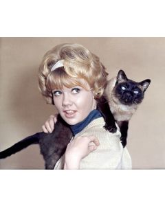 Hayley Mills-THAT DARN CAT